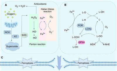 Ferroptosis: a new mechanism of traditional Chinese medicine for cancer treatment